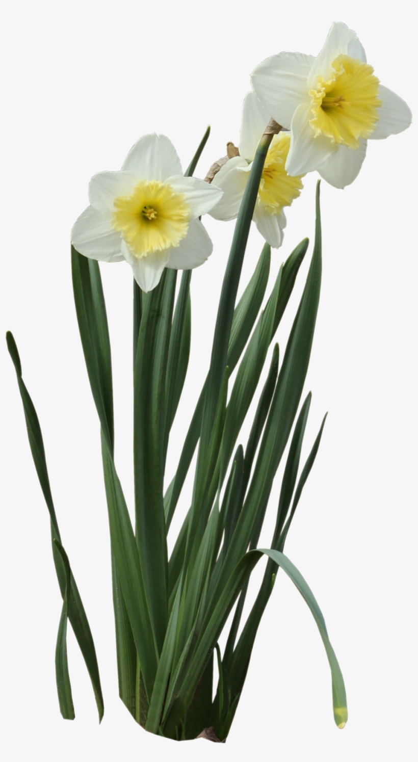 Daffodils - Daffodil Png, transparent png download