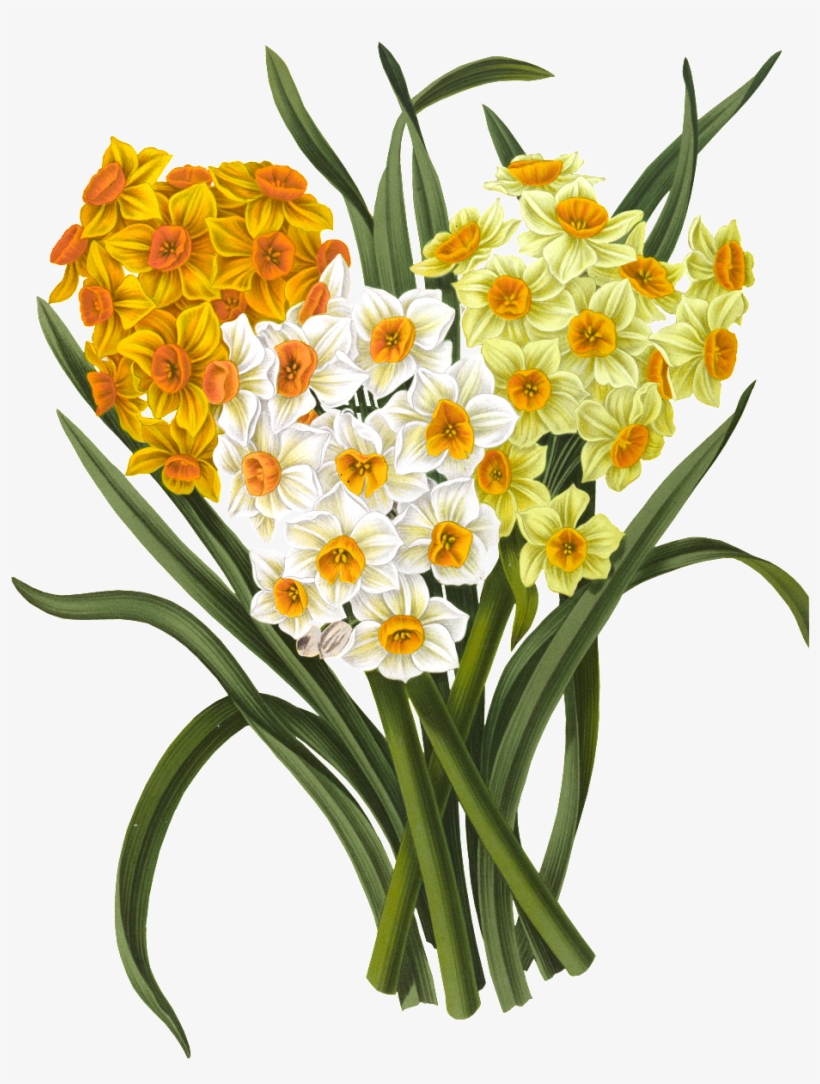 Haarlems Flora 1872 Polyanthus Narcissus 2 Poster Print, transparent png download