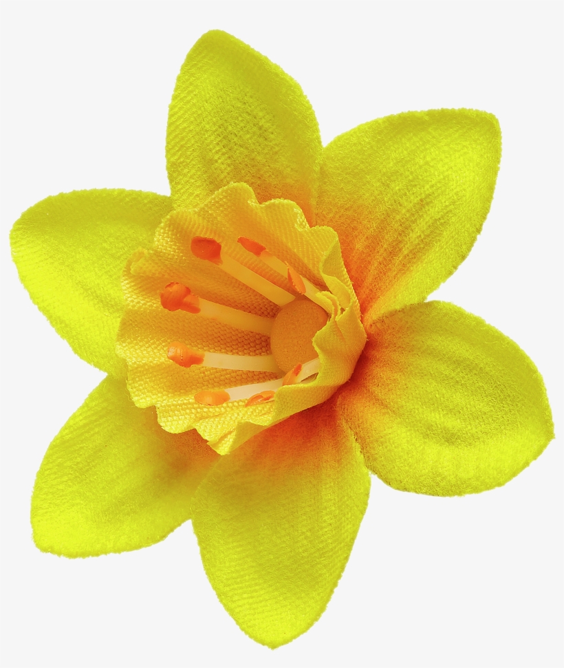 Daffodil Pin - Marie Curie Flower, transparent png download