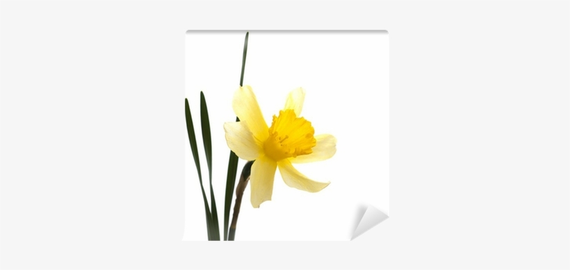 Narcissus, transparent png download