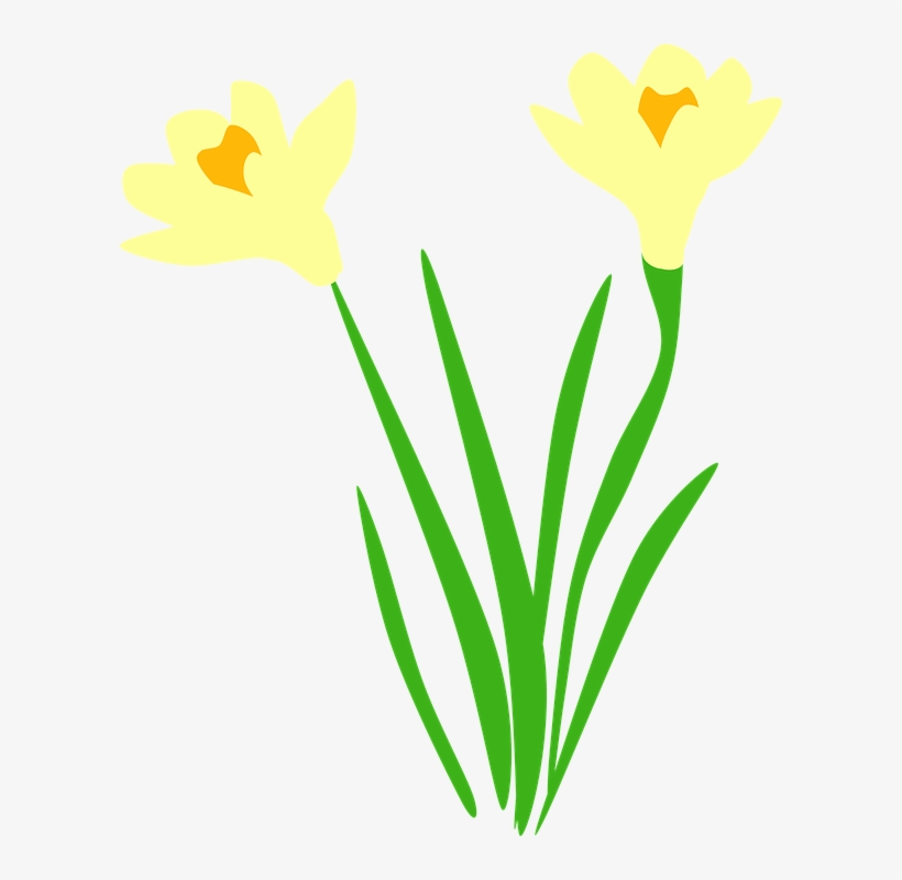 Daffodil Clipart Leek - Daffodil Vector Free, transparent png download