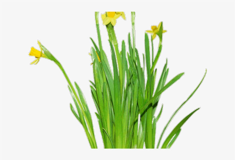 Portable Network Graphics, transparent png download