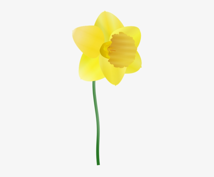 Daffodil Png Images, transparent png download