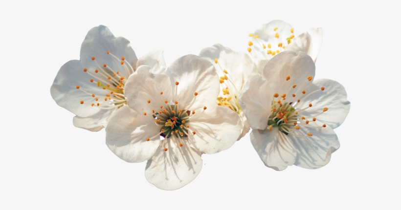 Life Imitates Art ♡, transparent png download