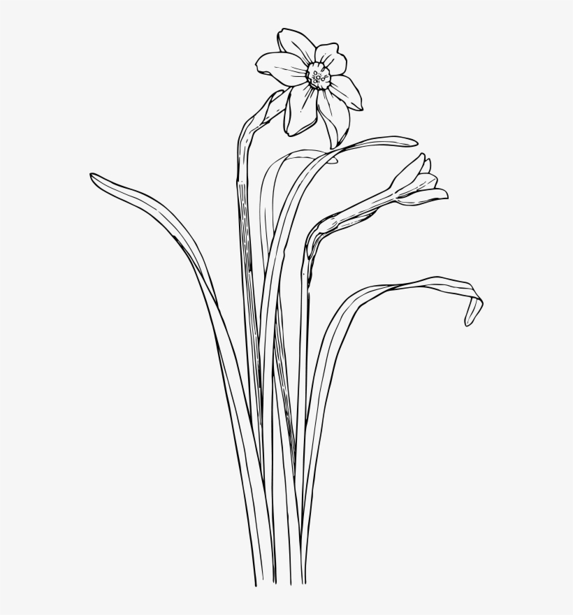 Narcissus Flower Drawing At Getdrawings - Narcissus Vector Free, transparent png download