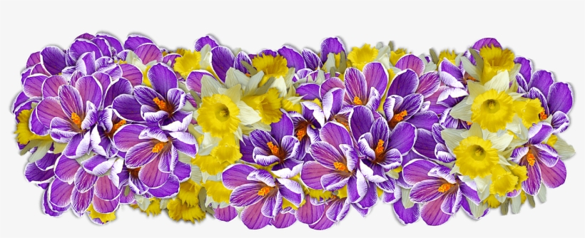 Daffodil Presentation - Blumen Ziffern Png, transparent png download