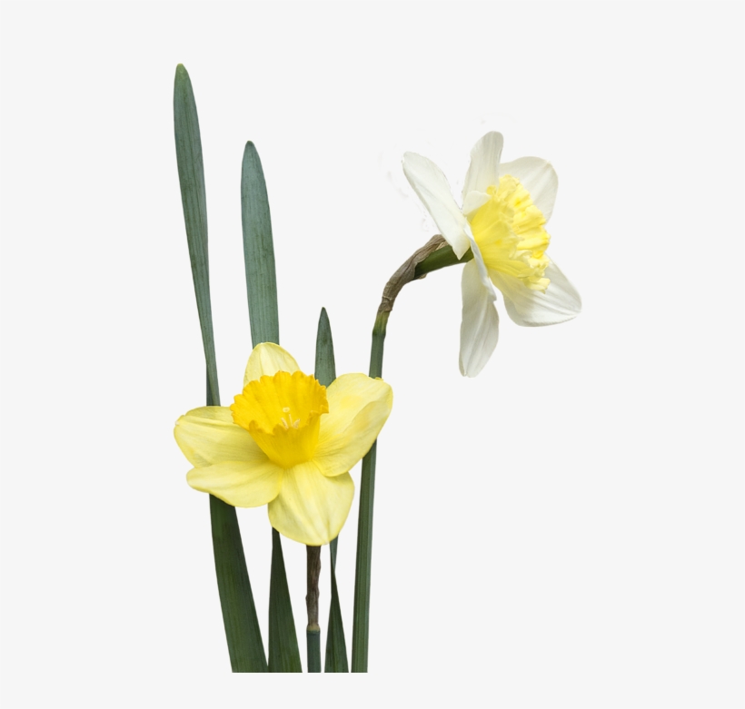 Daffodil Pair Transparent Onesie For Sale By - Drawing, transparent png download