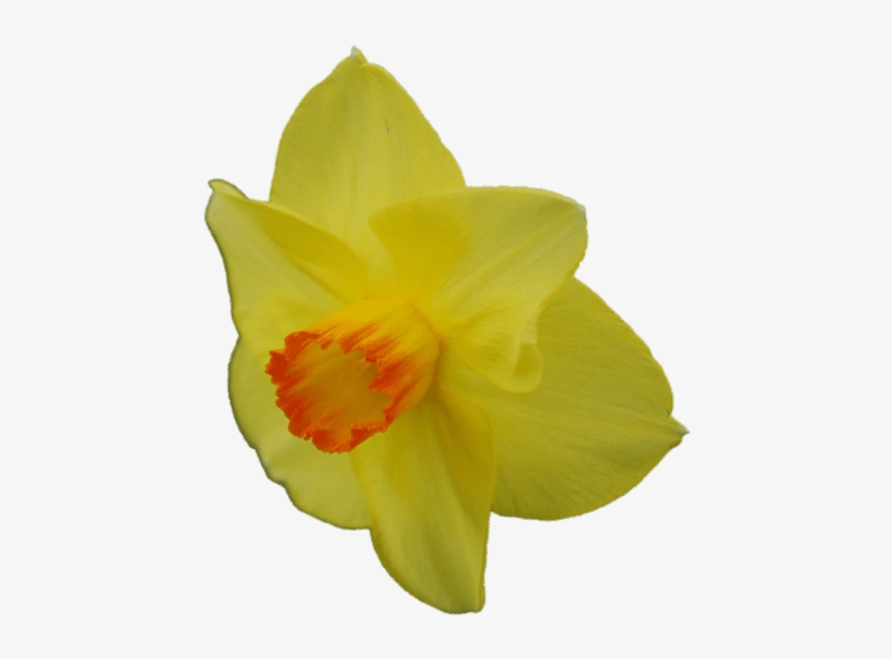 Narcissus, transparent png download