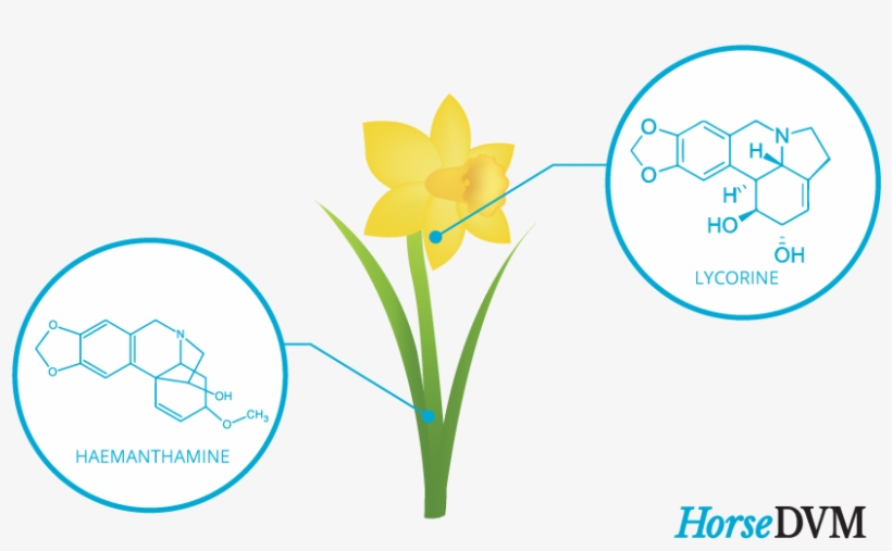 Toxic Components - Daffodil, transparent png download