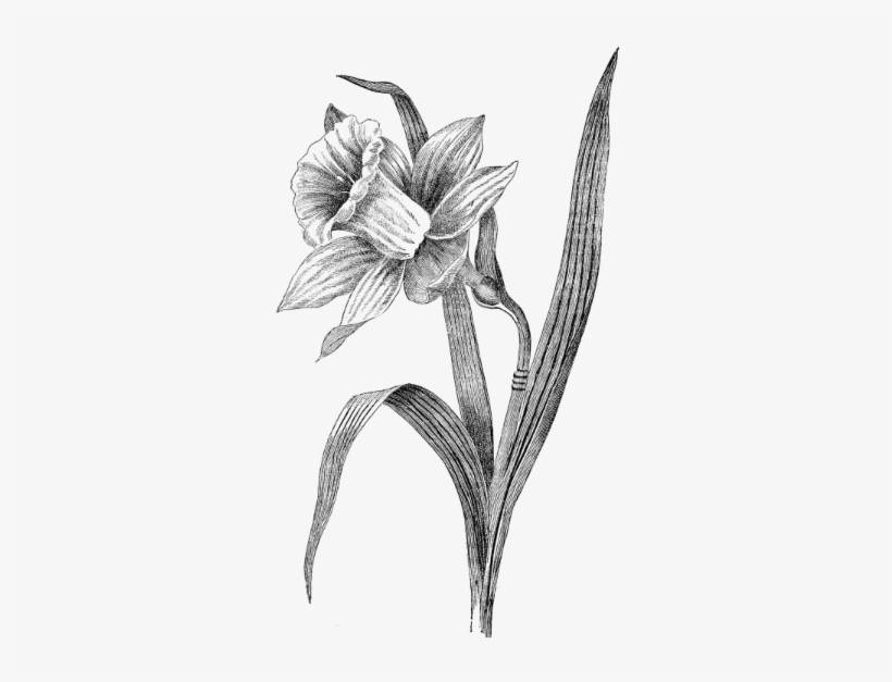 Daffodil Resized-0 - Drawing Of A Daffodil, transparent png download