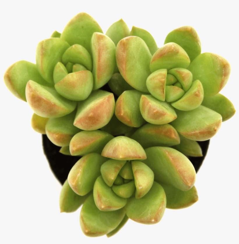 Sedum 'golden Glow' - Stonecrop, transparent png download