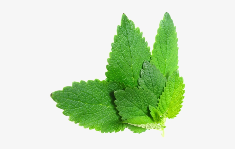 Herb Png File Download Free - Herbs .png, transparent png download