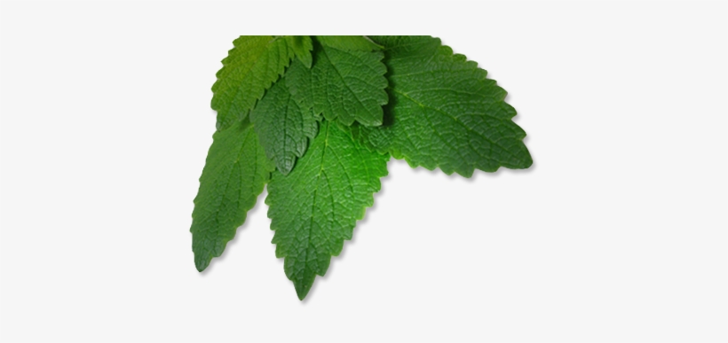 Header-leaves - Spearmint, transparent png download