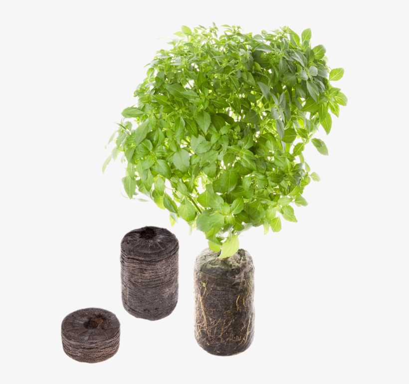Tregren Herbs Mint Seed Pod - Seed Pod Tregren, transparent png download