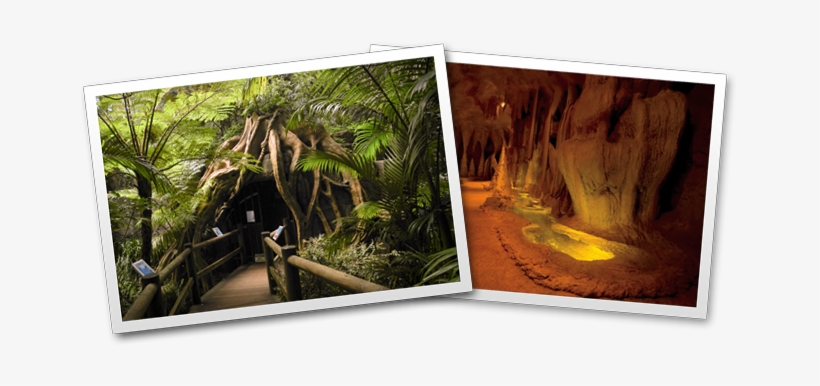 Glow Worm Caves - Glow Worm Tamborine Mountain, transparent png download