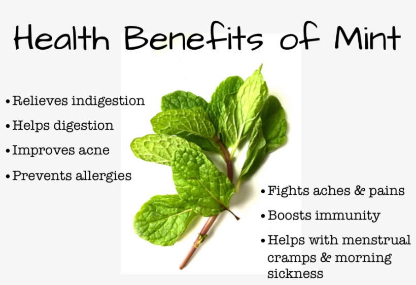 Mint Benefits Weight Loss In Urdu - Agriculture, transparent png download