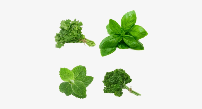 Coriander (cilantro) Slo-bolting Herb Seed, transparent png download