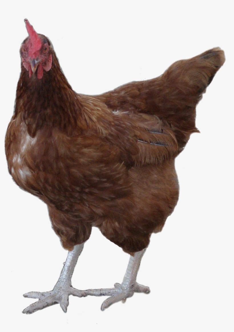 Rooster Png Image Background - Rooster And Hen Png, transparent png download