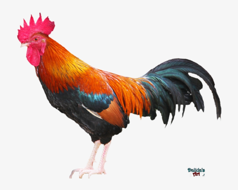 Rooster Png Download Image - Rooster Png, transparent png download