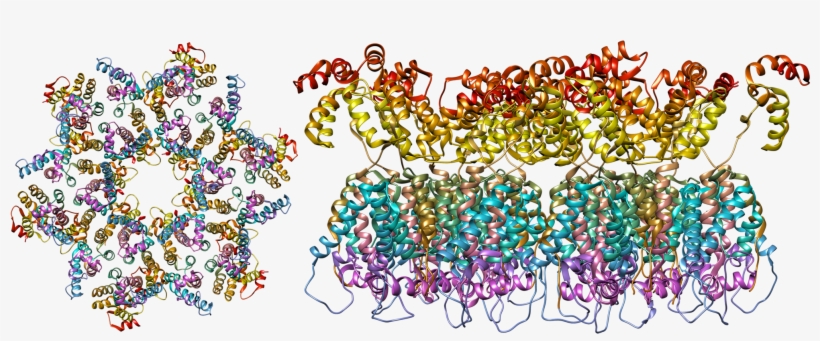 The Structure Of The Immature Hiv-1 Capsid In Intact - Aids Molecular Structure, transparent png download