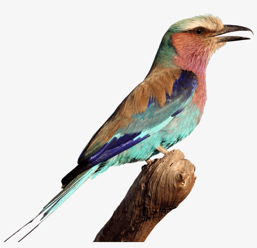 Img 5408 - For The Birds, transparent png download