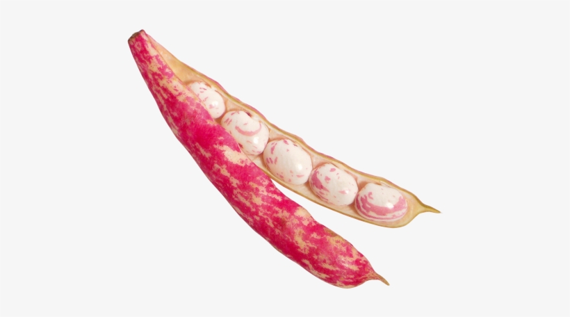 Download Beans Png Image - Bean, transparent png download
