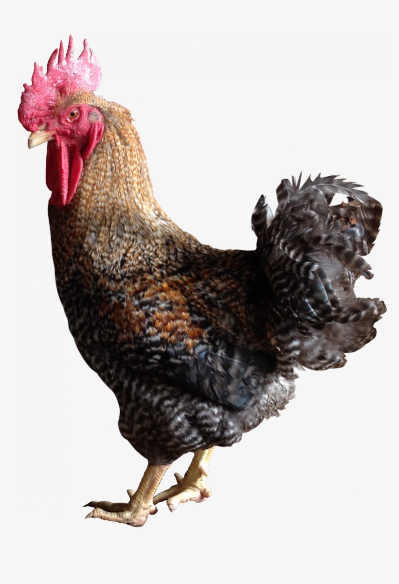A Coloured Intermediate Growth Chicken, Yellow Skin, - Color, transparent png download
