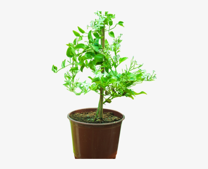 Leather Flower, transparent png download