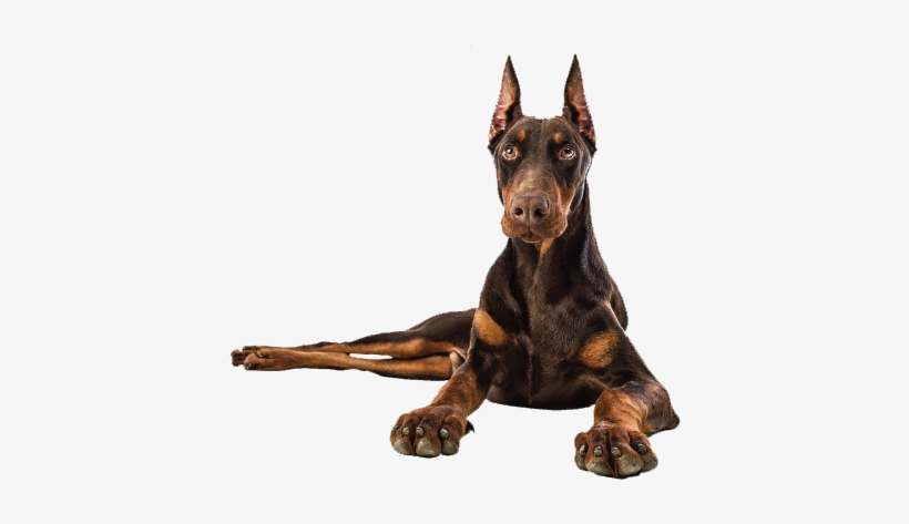 Doberman - Doberman Png, transparent png download