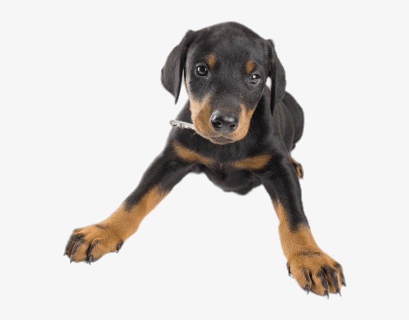 Doberman Puppy - Dog, transparent png download