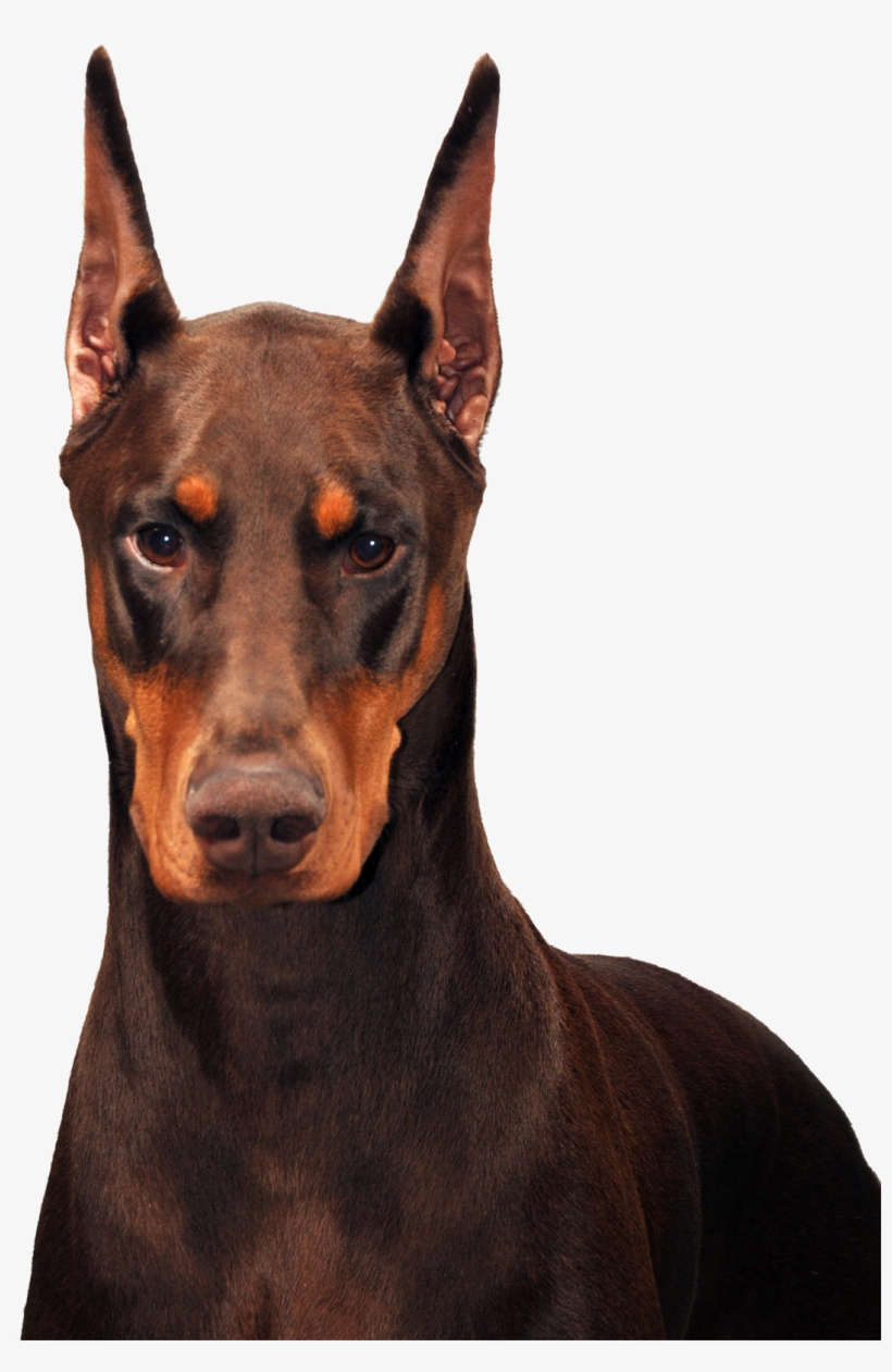 Schohaus Dobermans-envy - Doberman, transparent png download
