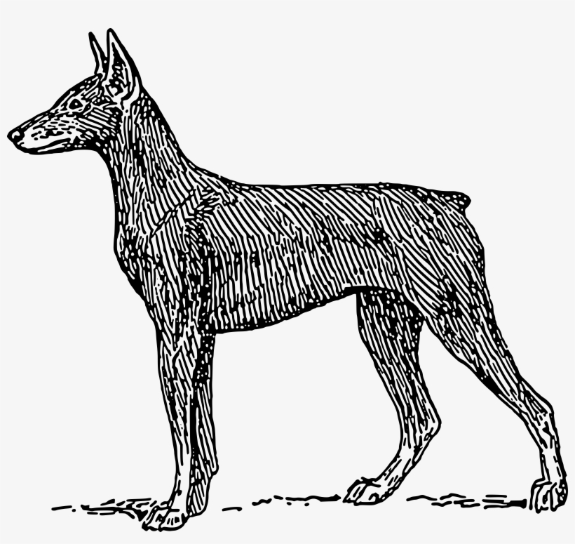 Doberman Png, transparent png download