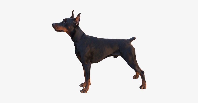 The American Kennel Club Holds Control Of The Breed - Beware Of Doberman Dog Sign, transparent png download
