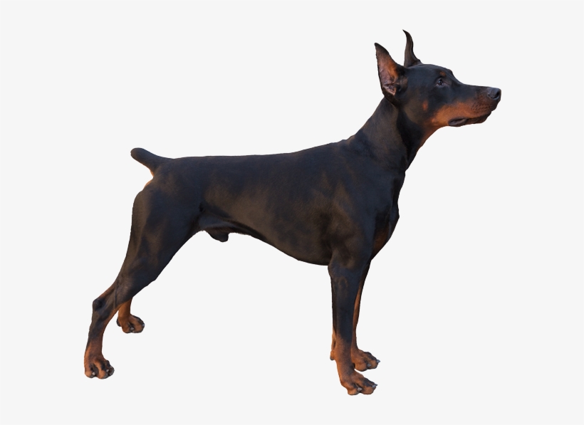 Doberman Pinscher Pricing Pic - Alert Dog Body Language, transparent png download
