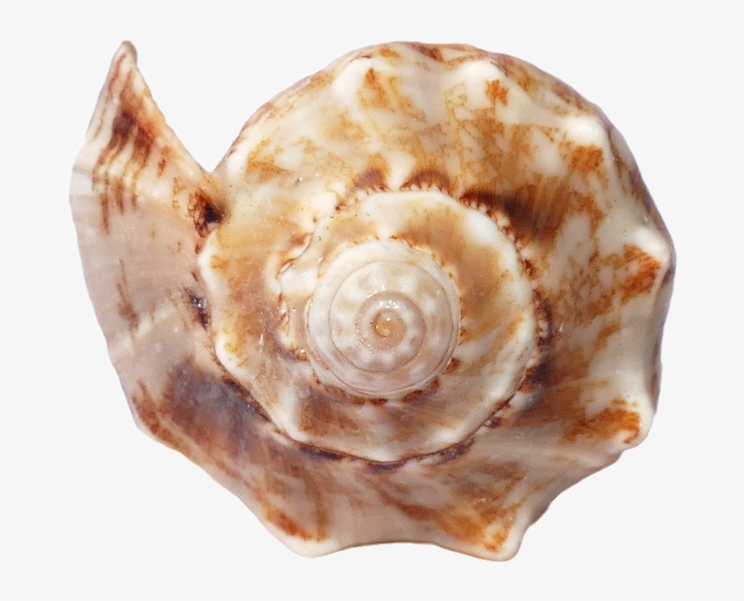 Sea, Shells, Ocean, Beach, Vacation, Sea Shells, Sand - Seashell, transparent png download