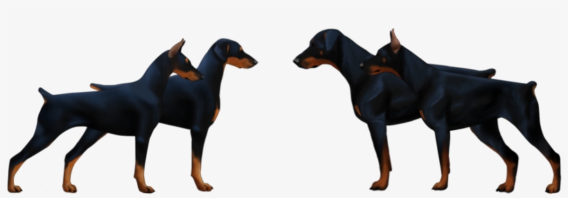 Differences Between American Vs European Doberman - European Doberman Vs American Doberman, transparent png download