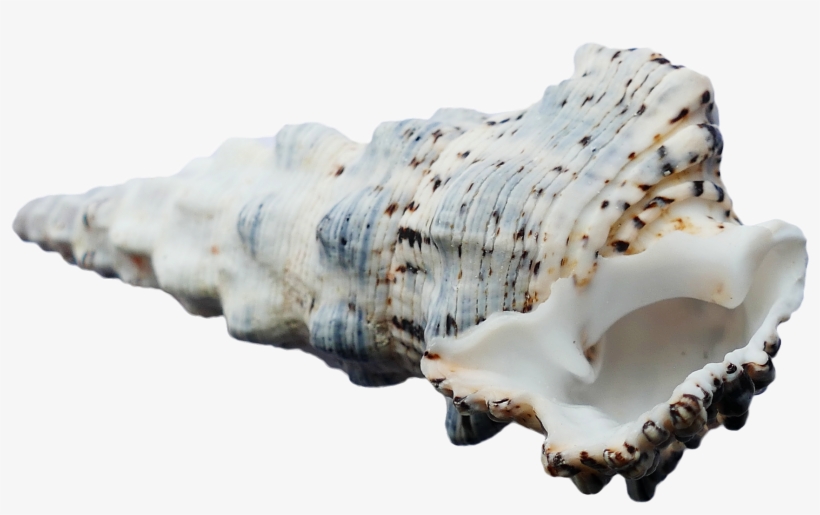 Seashell Png Transparency, transparent png download
