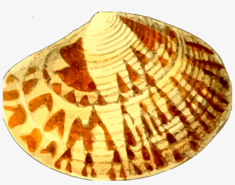 This Free Icons Png Design Of Sea Shell 20, transparent png download