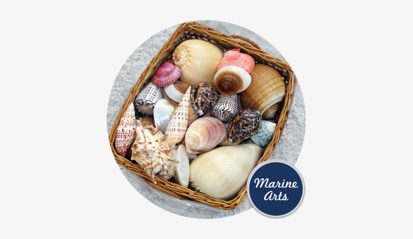 Assorted Feature Shells - Clan Del Can Dvd, transparent png download