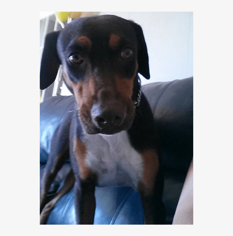 Aquilies Is A Neutered Male, Doberman Mix - Companion Dog, transparent png download