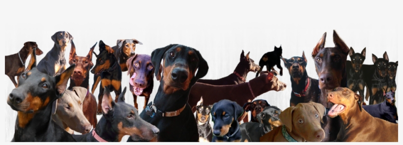 United Doberman Rescue's And Canine Castaways Of Minnesota - Pinscher, transparent png download