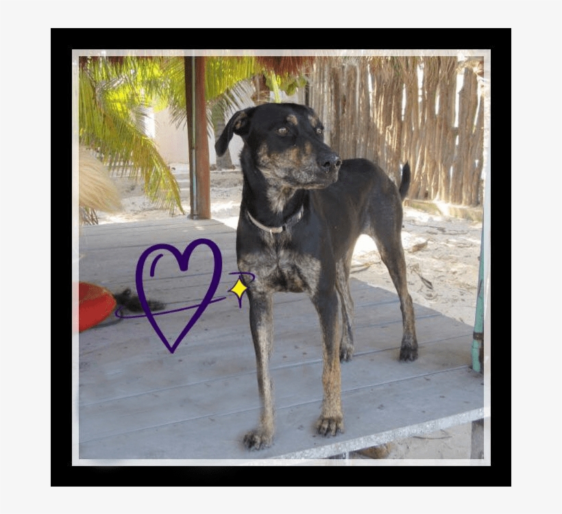 Meet Chiara Female Mix Breed Looks Like Some Hound - Companion Dog, transparent png download