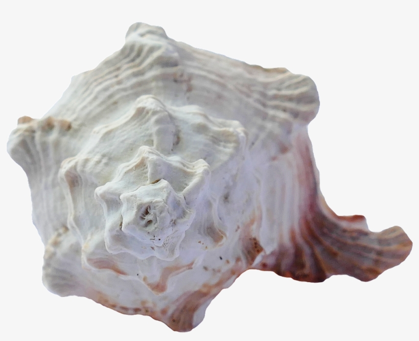 Vacation, Sea, Shells, Ocean, Beach, Vacation - Sea, transparent png download