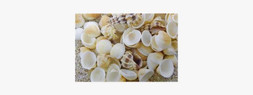 Seashell, transparent png download