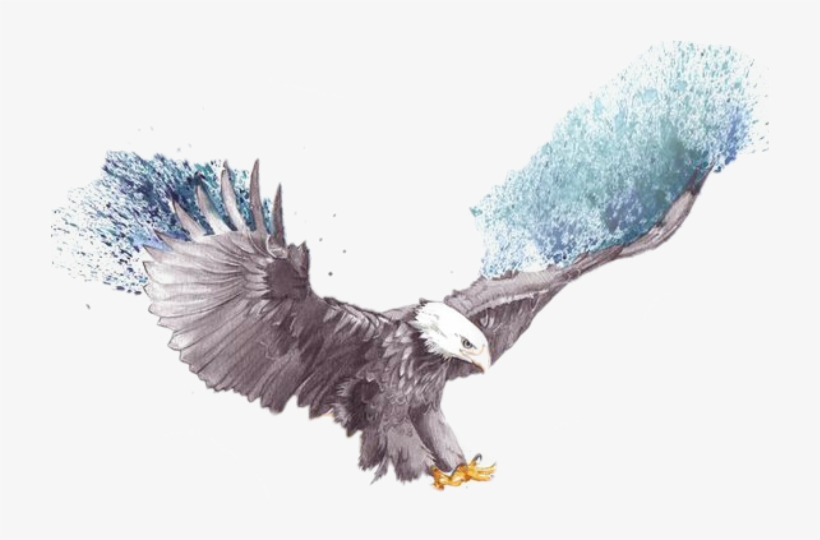 Flying Eagle Eagle Sketch, transparent png download