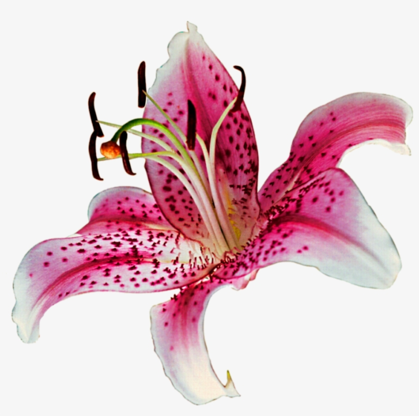 Flowers,rose Transparent Png Sticker - Pink Lilies Transparent, transparent png download