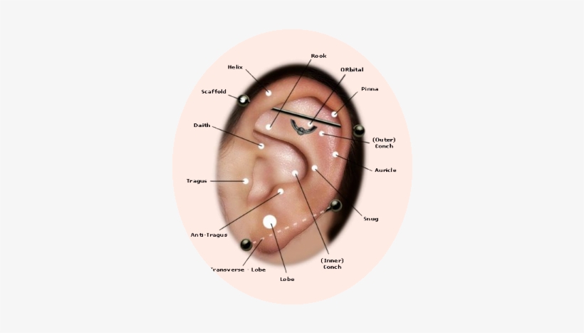 Chart Showing Where You Can Have Piercings - Cute Ear Piercings, transparent png download