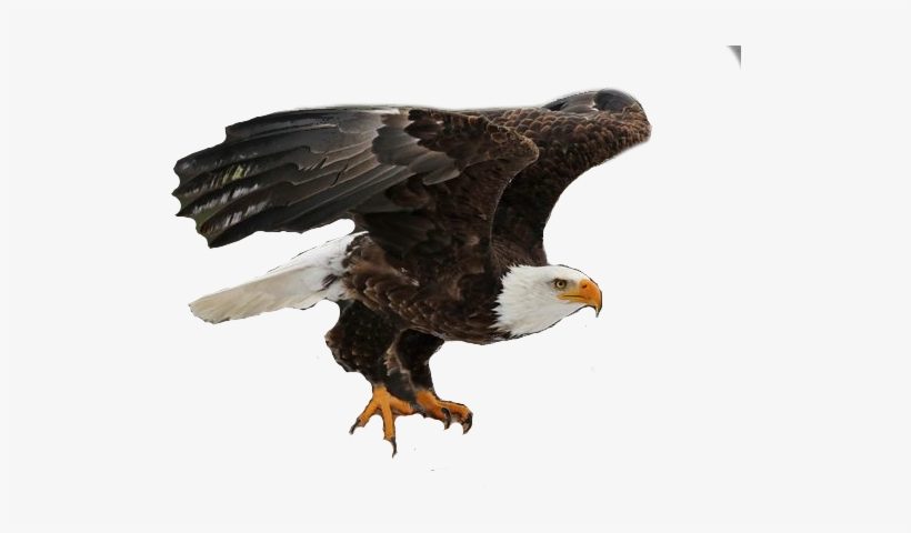 Eagle On Hand Png, transparent png download