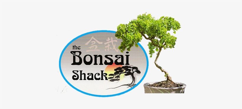 For All Your Bonsai Needs - You Re Living All Over, transparent png download