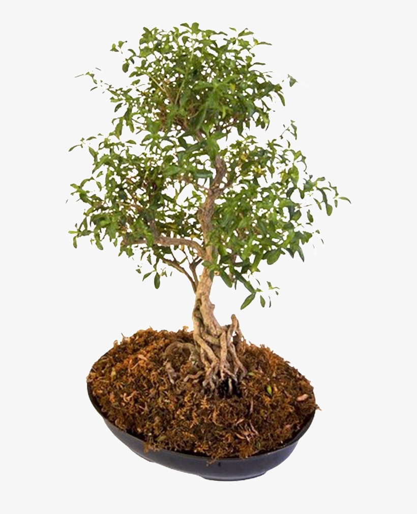 Portable Network Graphics, transparent png download